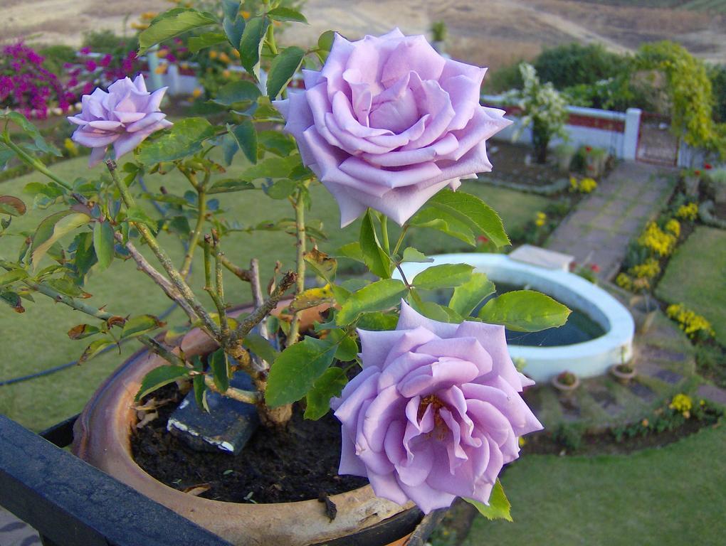 Homestay Jheelam