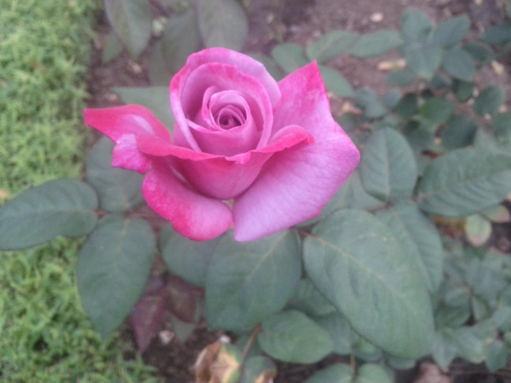 Jheelam