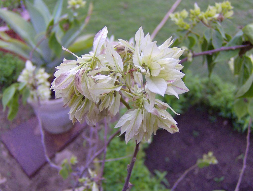 Jheelam Bhopal